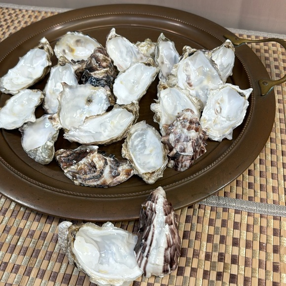 Natural Alaskan Oyster Shells- clear glazed & glossy - Picture 3 of 12